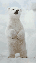 ours blanc